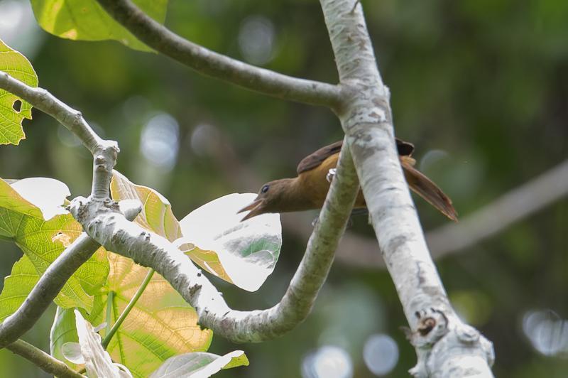 Pitohui-'s Profile 