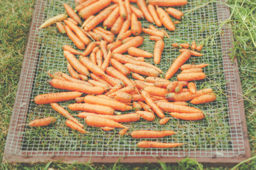 So many carrots at my parents place.  