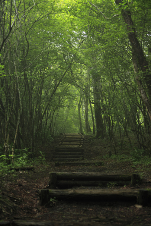 0ce4n-g0d:  ☆☆Into the Forest | Air-Eye by MUSAPOO 