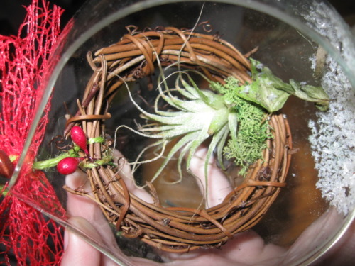 Clearance air plants are great because they come with their cute little glass containers that you ca