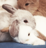 balfie:  The things i love most | Bunnies