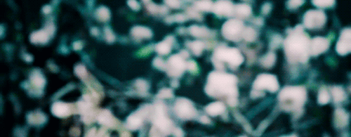 starlingshrike: s a k u r aStunning and ephemeral, in Japan cherry blossoms make a brief appearance 