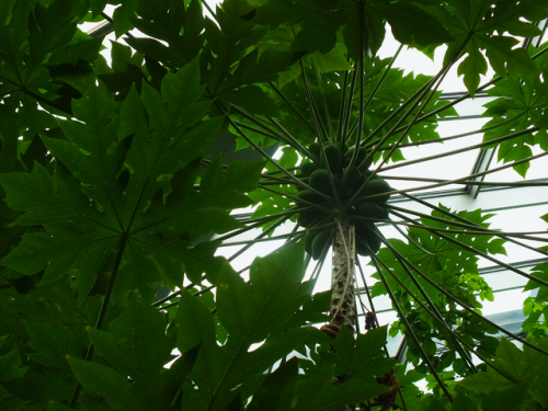 geistdernatur: tropical plants &amp; flowers . palmengarten frankfurt © geisternatur