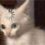 catipedes