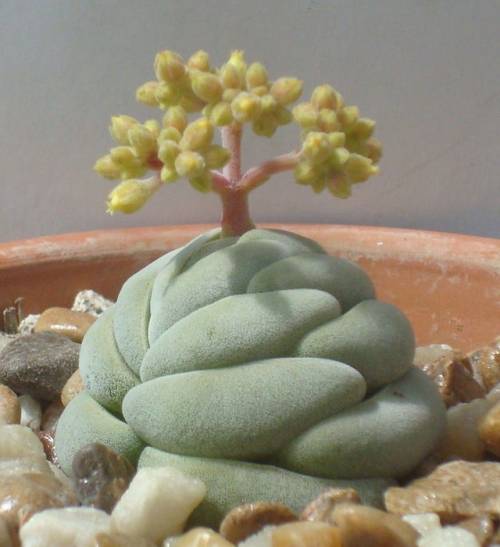 gardeninghub:Unusual Succulent Plant bySmall-Pocket-Library