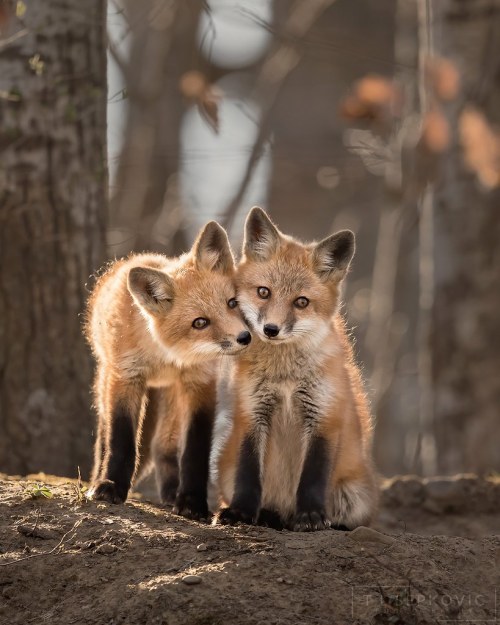 Fox Kits by T L Sepkovic A recent edit of this sweet pair from a few yrs ago. flic.kr/p/2j12