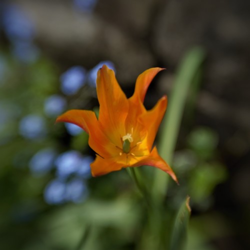 Canal-side Tulip