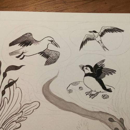 HELLO & WELCOME TO THE BIRD PARTY. #zine #illustration #ink #otterdays #puffin #gannet #tern