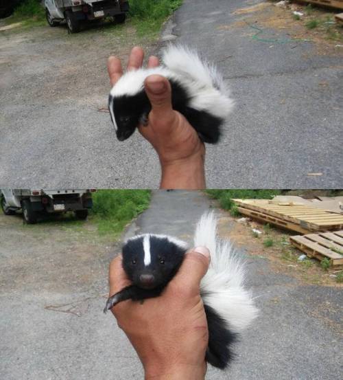 oh-whaaaaat:everythingfox:a baby skunk#StinkBomb