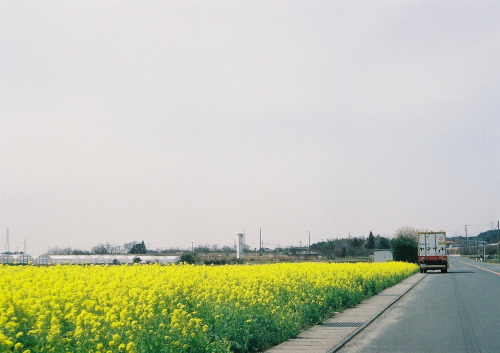 englishsnow:   miyuklm 