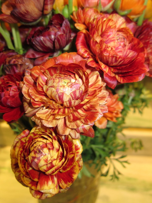 Amadine Ranunculus