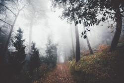 elenamorelli:  { forest path, luminous fog