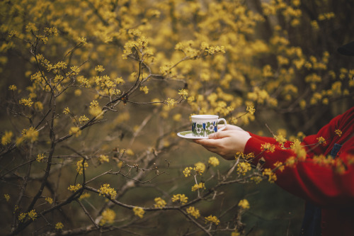 2022-03-20Spring, Cornus officinalisCanon EOS R3 + RF50mm f1.2LInstagram  |  hwantastic79vivid