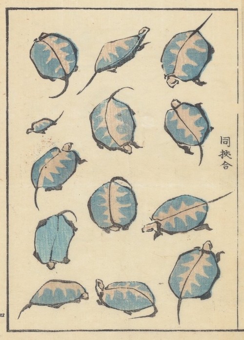 katsushika hokusaiカメ &amp; 鳥類, (turtles &amp; birds)1823