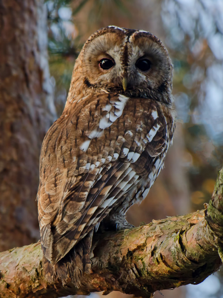 owlsday:  Tawny Owl by Mark Bowen on Flickr.