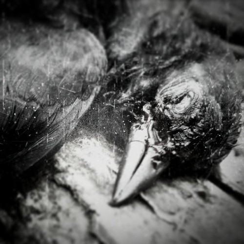 #blacksoilrituals #black #deadbird #death