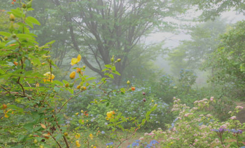 Foggy Forest / Mt.Rokko by maco-nonch★R