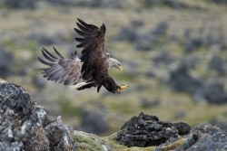 morethanphotography:  White-tailed Eagle