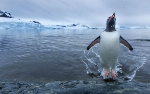 This Gentoo penguin appears to be walking on water, leaving behind a trail of water - giving the impression he is using a jet pack. Picture: Paul Souders / Barcroft Media