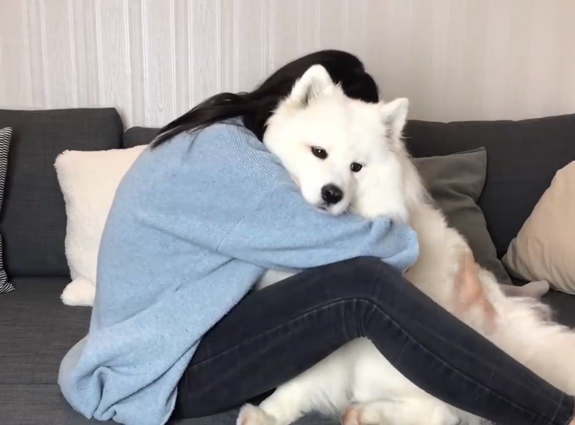 ask-genie:herloveisneverwrong:homo-sex-shoe-whale:Fun fact: Samoyeds were bred largely as sled dogs, but they were also used as warming dogs, meaning they would lay on their owners to keep them warm in harsh cold climates. This means that if you hug a