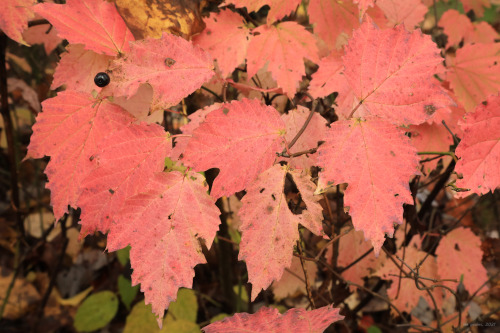 The foliage is now reaching peak color in the Cheat River Canyon.Field notes: 1.  Yellow is the pred