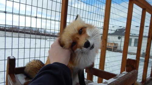 Nothing beats being able to play with a gentle fox, one that gets happy from seeing visitors, people