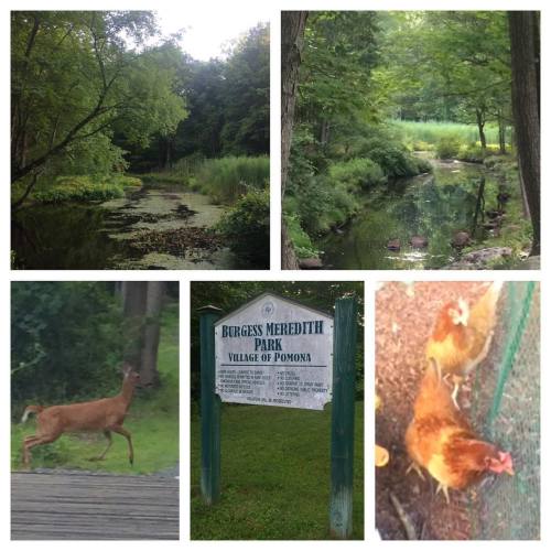 Another upstate NY nature hangs kind of day ☺️🐓 #NY #nature #Pomono  (at Village of Pomona)