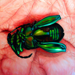 exam:  “Palmed Beetle No. 1”