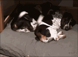 4gifs:  Synchronized tail wagging. [video]