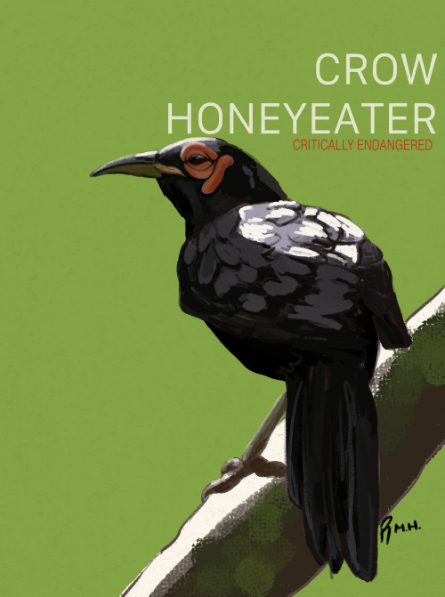 CROW HONEYEATER