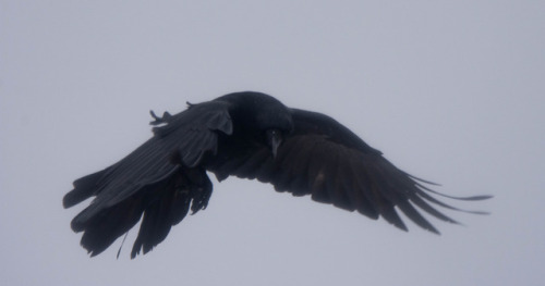 martielbirder:Flying against the storm