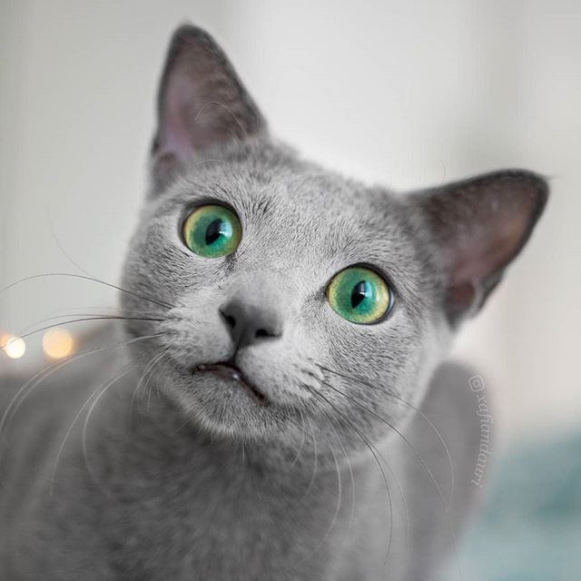 world-of-cats:  Source