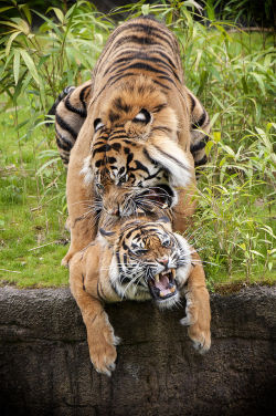 llbwwb:  (via 500px / Frolicking Tigers by Dick van Duijn)