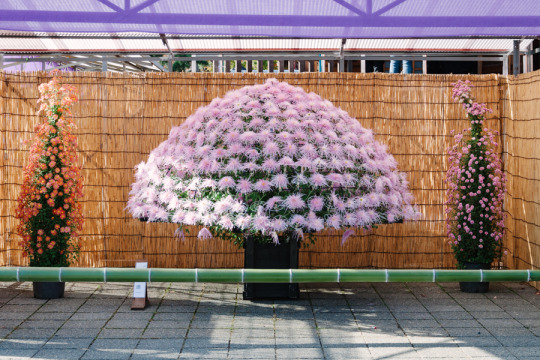 中尊の大作り 2014年、高幡不動尊「菊まつり」。 中央は一つの株からたくさんの花を半球状に咲かせる「大作り」。こんなのができちゃうんですねー。 左右の菊が脇侍のようです。