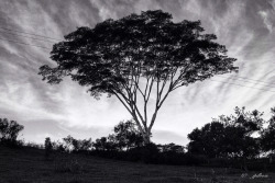 photografiae:  GIANT Tree (B&amp;W) by jp_duarte_ || http://ift.tt/1EWu0lh