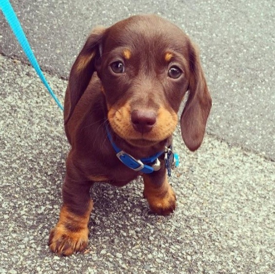 Dachshund Parade Photo