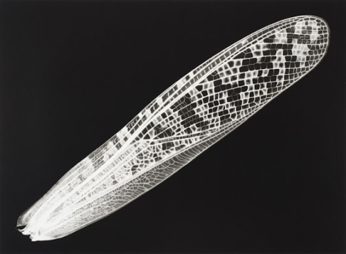 iamjapanese:  gacougnol:  Kazuyuki SoenoFossil of Light  SOENO Kazuyuki （添野 和幸 Japanese, b.1968） 