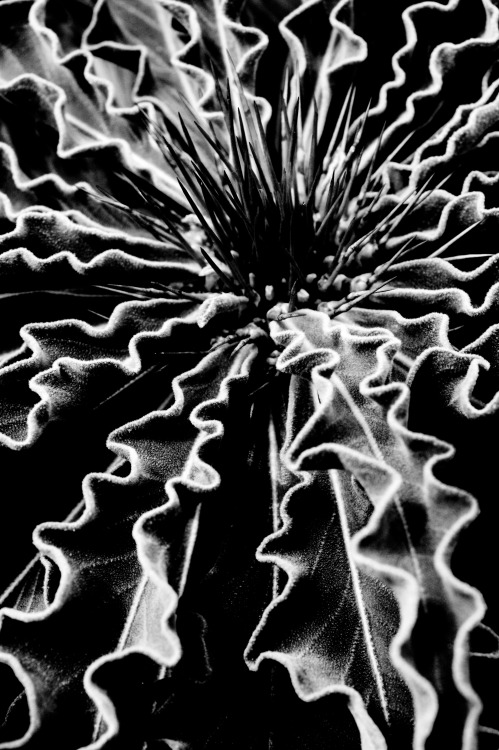 XXX qbn-scholar:   Reworked.Cactus in B&W: photo