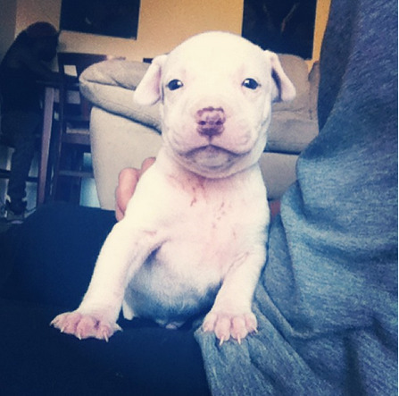 buzzfeed:  Here are all the dogs competing for best pitbull on Instagram.