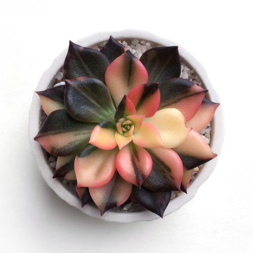 gardeninghub: I’m now a fan of variegated black princes thanks to this guy by  Quirky_Selection