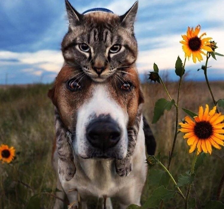 friendly-animals:  (Source)