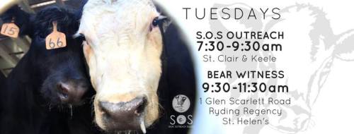  Toronto Cow Save holds regular vigils every week. And if you would like to bear witness with us, bu