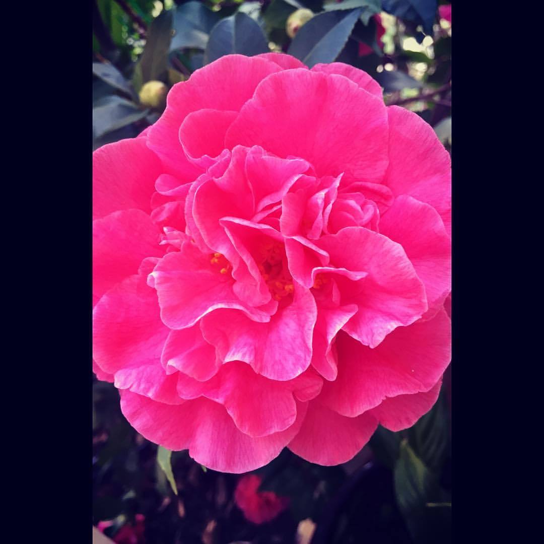 Pretty flower (at Hacienda Pèrez-Garcia)