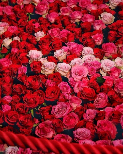 photogrist: Fabulous #roses by @koyuki.secret (at Japan)www.instagram.com/p/ByXZ6PPj_yr/?igs