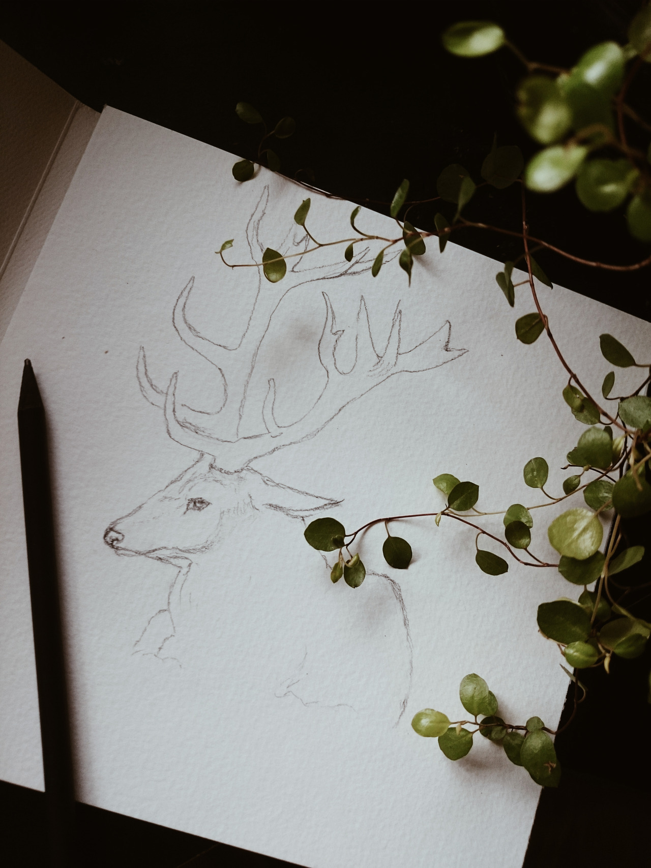 Linn Warme  Pattern designer  Artist  Animal drawings Reindeer drawing Deer  drawing