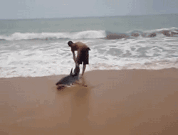 camwyn:  spread-hope-inspire:  Saving dauphins is expected, but this guy saves a shark!!! Thank you sir, for showing us there’s still some hope for humanity! more amazing people«  I had a look at the original video and news articles about this. Apparently