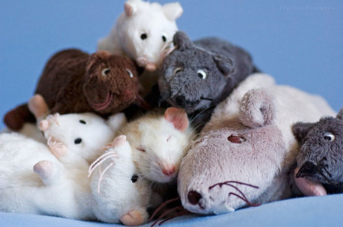 mothernaturenetwork:23 adorable photos that will change the way you think about ratsThese cute rats 