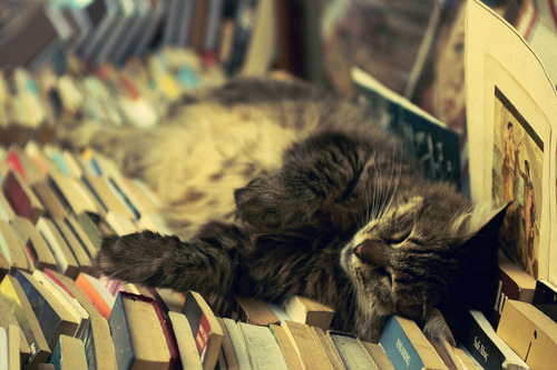 americanlibraryassoc:akashicbooks:whiskersandpages:Cats sleeping in booksugh gpoyCaturday: Books edi