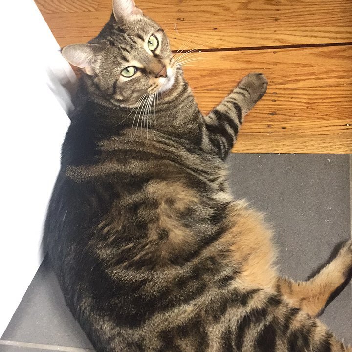 oliver&ndash;quinn:  I got this little shit three years ago, and while she’s