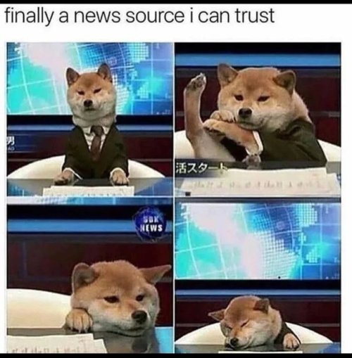 doggos-with-jobs - The only newscaster that I will watch